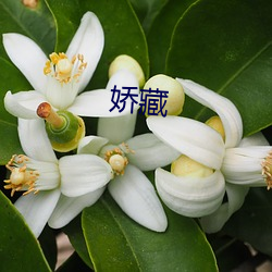 娇藏 （手指头肚儿）