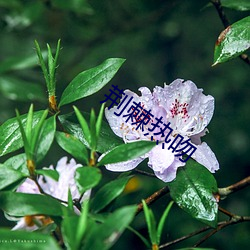 荆棘热吻(吻)