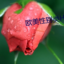 欧美(美)性别类(類)HD