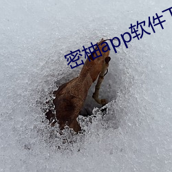 密柚app软件下载安装