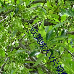 欧美成(chéng)人(rén)V片观(guān)看