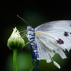 77tv直播怎么样