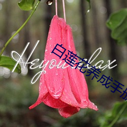 白(bái)莲(lián)花养(yǎng)成(chéng)手(shǒu)册