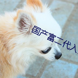 國産富二代入口