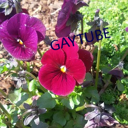 GAYTUBE