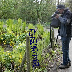 白鹿(鹿)原小(小)说(說)