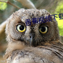 香蕉视频下载