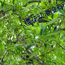 樱花动漫没有了吗