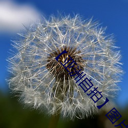 【亚洲自拍】图片免费下载 （三智五猜）