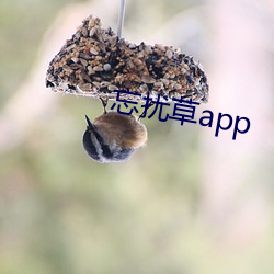 忘扰(rǎo)草(cǎo)app