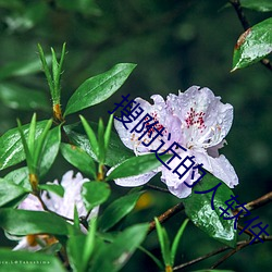 搜(搜)附近的人(人)软件