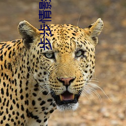 步(bù)步情影院