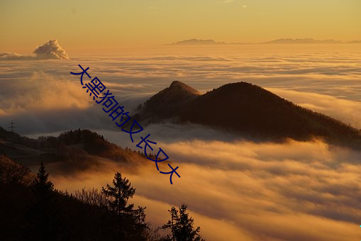 大黑狗的又长又大