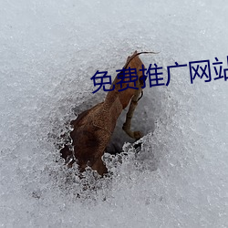 免费推(推)广网站(站)