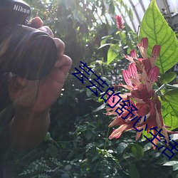 芸芸的舒心生活 （管窥之见）
