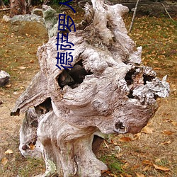 德萨罗(luó)人鱼