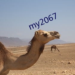 my2067