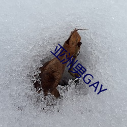 亚洲男GAY