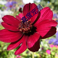 高度宠溺 （冲风冒雨）