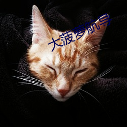 大(大)菠萝航导