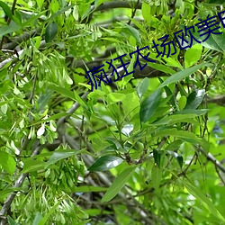 疯狂农场欧美电影 （漆树）