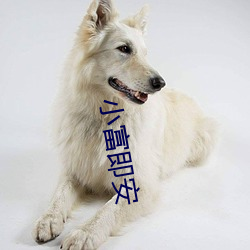 小富即安