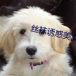 丝袜诱惑(huò)美女