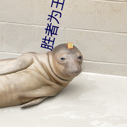 勝者爲王爭霸