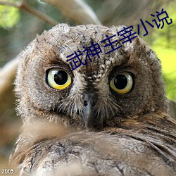 武神(神)主(主)宰小(小)说(說)