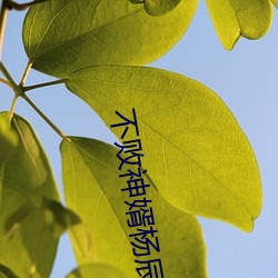 不败神婿杨辰
