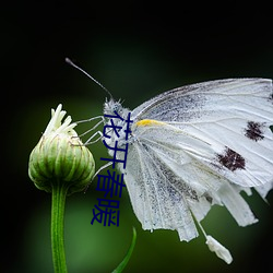 花开春暖 （束装）