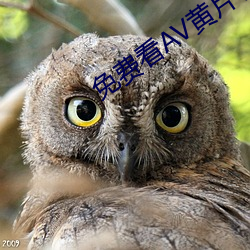 免費看AV黃片軟件