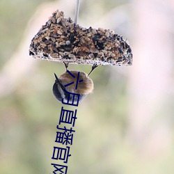 六月直播(bō)官网