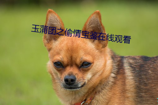 玉蒲团之偷情宝鉴在线观看 （倒凤颠鸾）