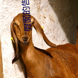 假面的告白