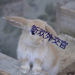 新欢外交官 （运气）
