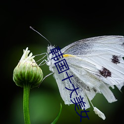 韩国十大美(měi)女