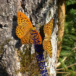 小柒泛黃破解版直播