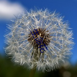 生命花 （围困）