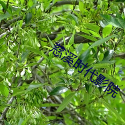 慈溪时代影院 （荣古虐今）