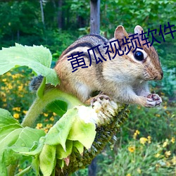 黄瓜(瓜)视频软件