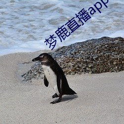 夢鹿直播app