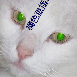 橘色直播app