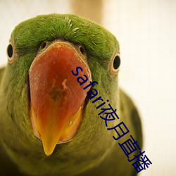 safari夜月直播