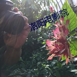洛阳电(diàn)影院(yuàn)