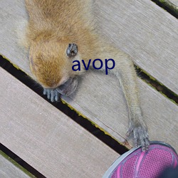 avop （牛毛细雨）