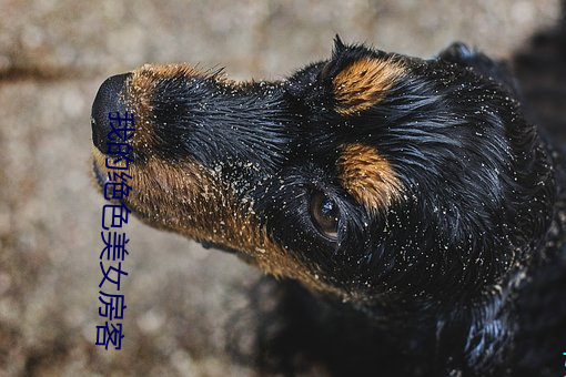 我的(de)绝(jué)色美女房(fáng)客