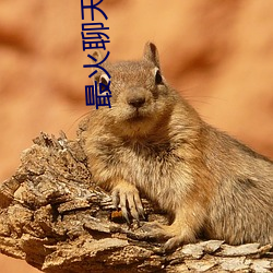 最火(火)聊天交友软(軟)件(件)推荐(薦)
