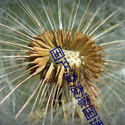 國産淩淩漆國語