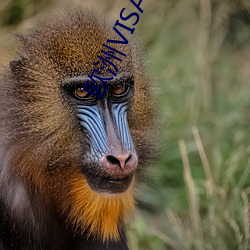 欧洲VISA老人(rén)